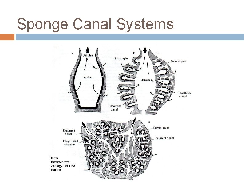 Sponges Phylum Porifera Chapter 6 Zoology Phylum Porifera