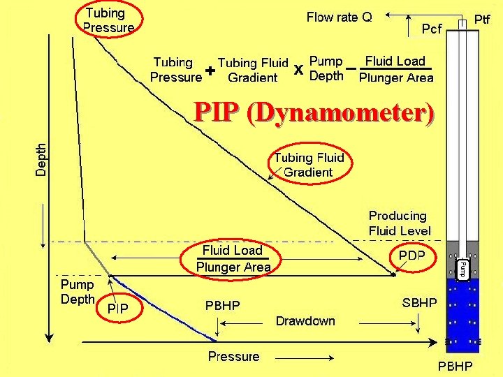 PIP (Dynamometer) 