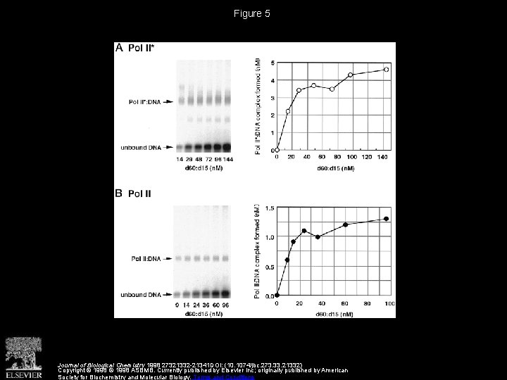 DNA Polymerase II of Saccharomyces cerevisiae Dissociates from