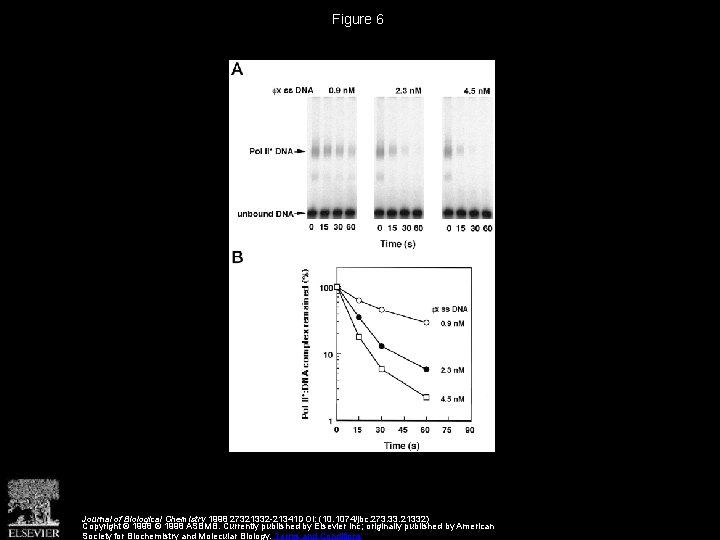 DNA Polymerase II of Saccharomyces cerevisiae Dissociates from