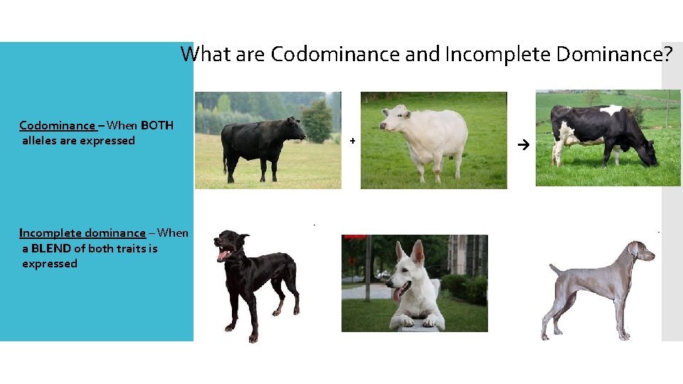 What are Codominance and Incomplete Dominance? Codominance – When BOTH alleles are expressed +