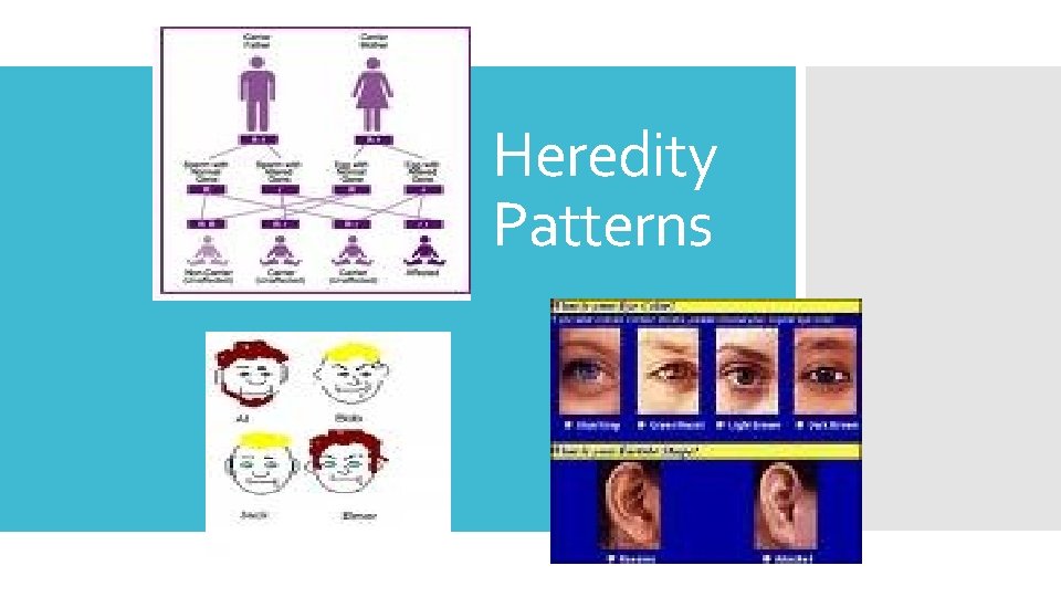 Heredity Patterns 