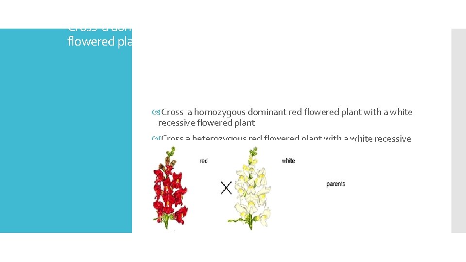 Cross a dominant red flowered plant with a white recessive flowered plant Cross a
