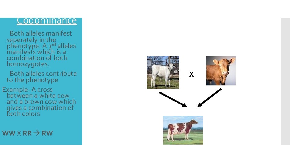 Codominance Both alleles manifest seperately in the phenotype. A 3 rd alleles manifests which