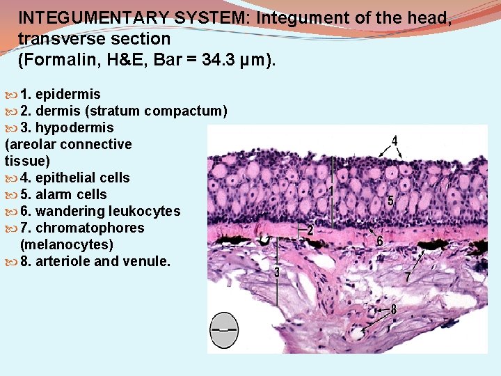 INTEGUMENTARY SYSTEM: Integument of the head, transverse section (Formalin, H&E, Bar = 34. 3