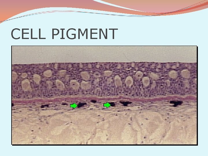CELL PIGMENT 