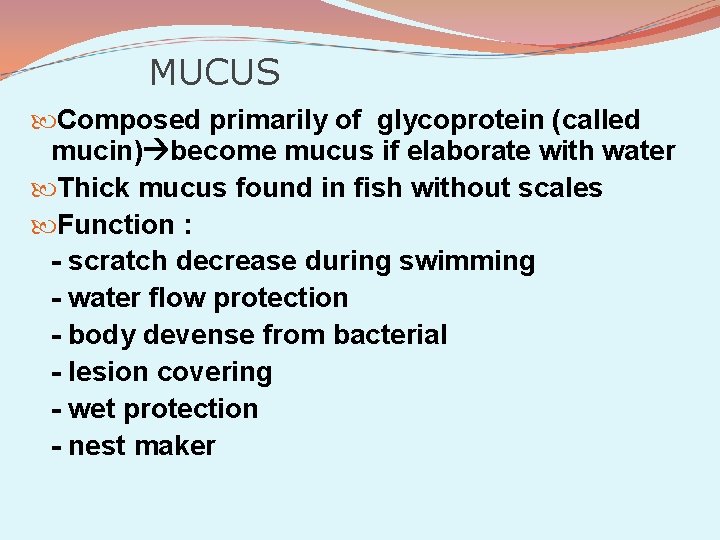 MUCUS Composed primarily of glycoprotein (called mucin) become mucus if elaborate with water Thick