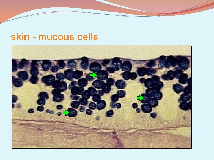 skin - mucous cells 