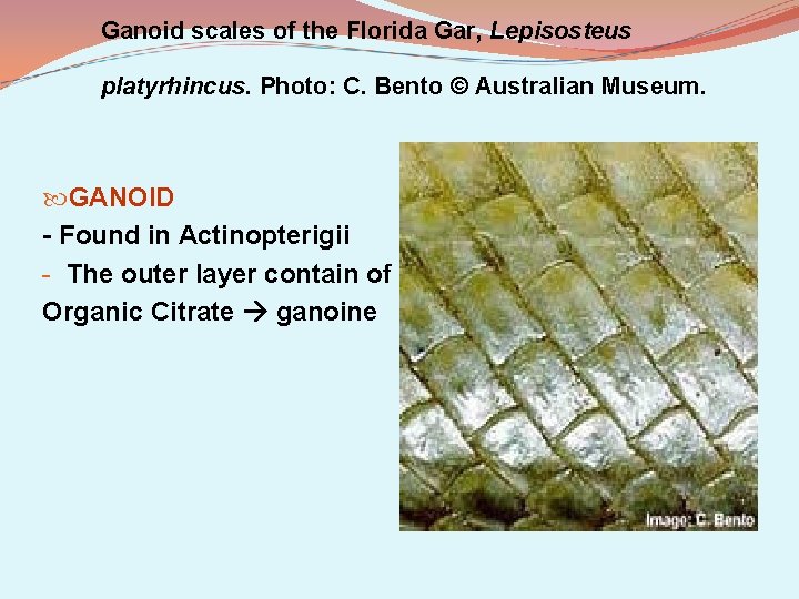 Ganoid scales of the Florida Gar, Lepisosteus platyrhincus. Photo: C. Bento © Australian Museum.