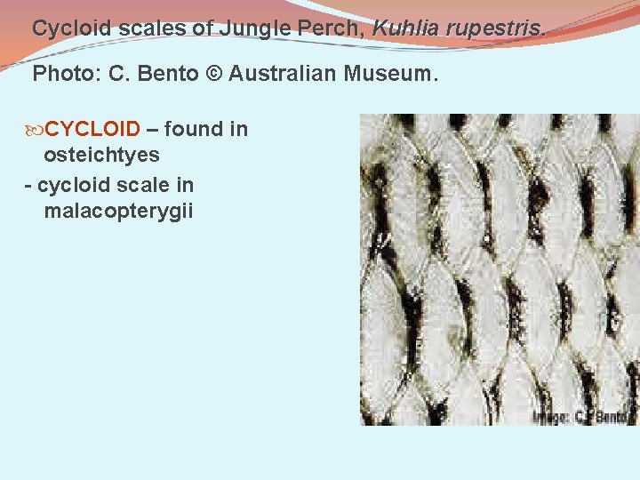 Cycloid scales of Jungle Perch, Kuhlia rupestris. Photo: C. Bento © Australian Museum. CYCLOID