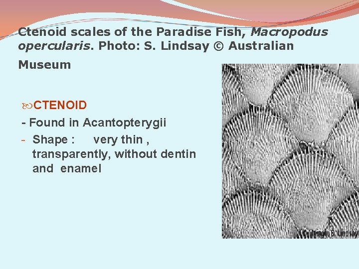 Ctenoid scales of the Paradise Fish, Macropodus opercularis. Photo: S. Lindsay © Australian Museum