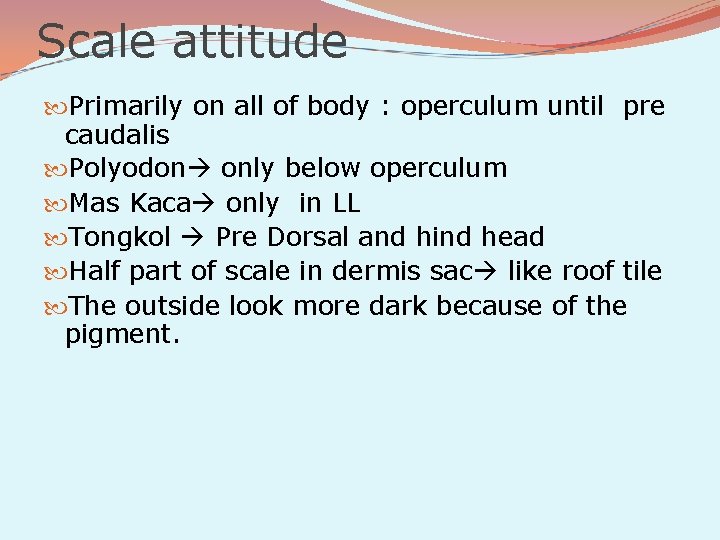 Scale attitude Primarily on all of body : operculum until pre caudalis Polyodon only