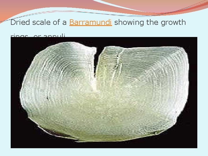 Dried scale of a Barramundi showing the growth rings, or annuli 