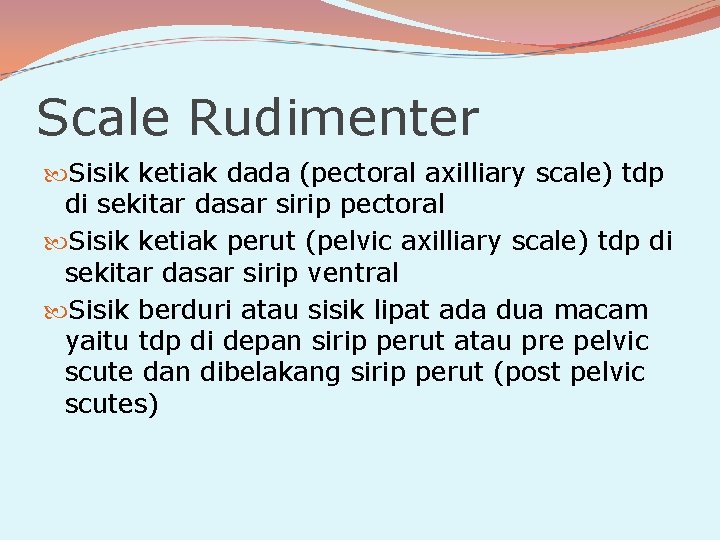 Scale Rudimenter Sisik ketiak dada (pectoral axilliary scale) tdp di sekitar dasar sirip pectoral