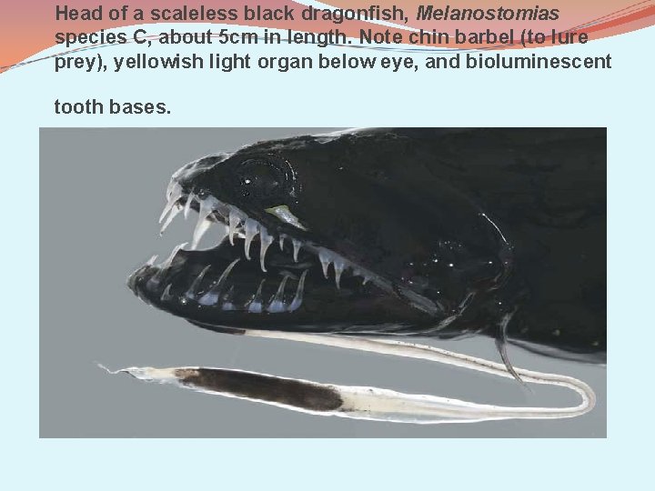 Head of a scaleless black dragonfish, Melanostomias species C, about 5 cm in length.