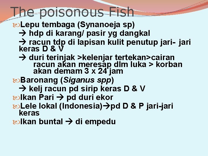 The poisonous Fish Lepu tembaga (Synanoeja sp) hdp di karang/ pasir yg dangkal racun