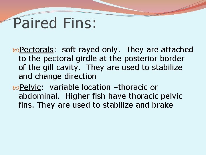 Paired Fins: Pectorals: soft rayed only. They are attached to the pectoral girdle at