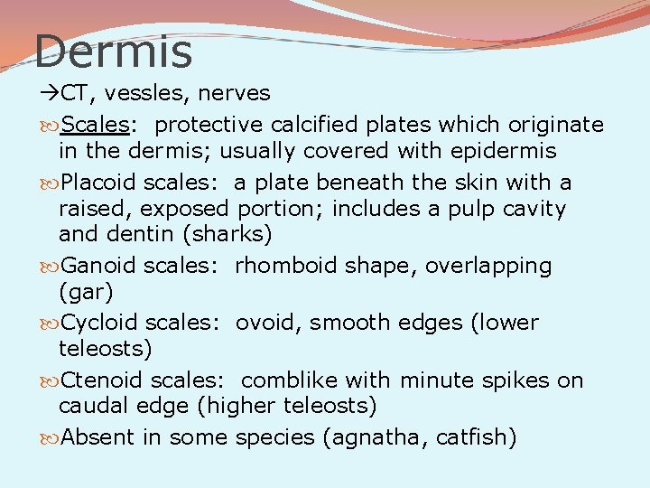 Dermis CT, vessles, nerves Scales: protective calcified plates which originate in the dermis; usually