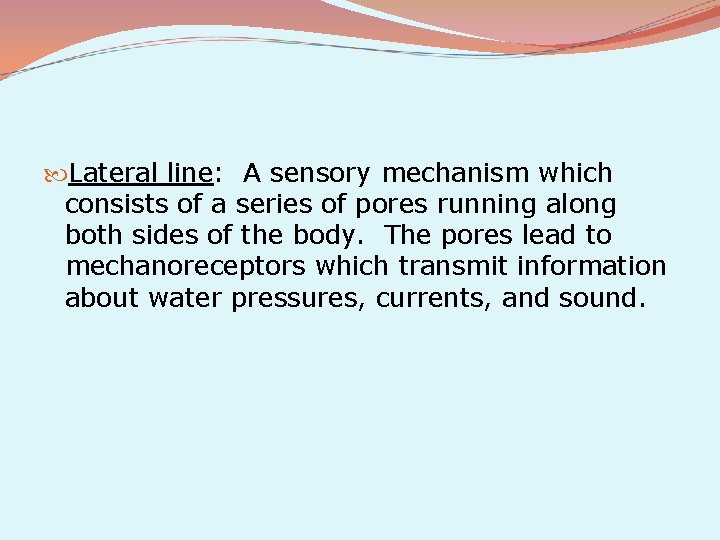  Lateral line: A sensory mechanism which consists of a series of pores running