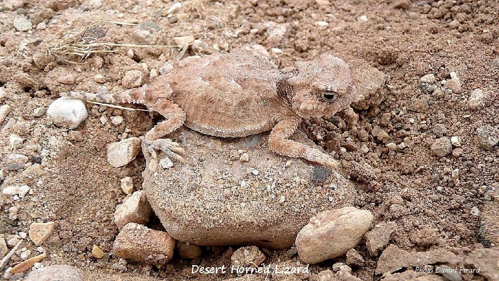 Desert Horned Lizard Photo Daniel Pirard 