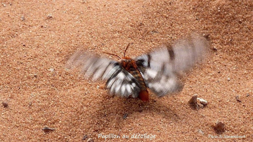 Papillon au décollage Photo Jo Haezendonck 