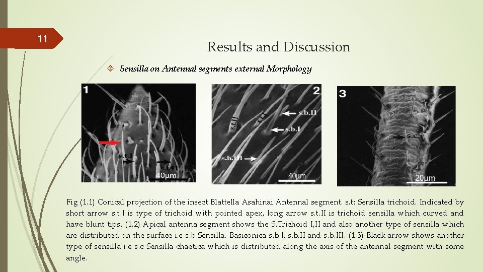 11 Results and Discussion Sensilla on Antennal segments external Morphology Fig (1. 1) Conical 11 Results and Discussion Sensilla on Antennal segments external Morphology Fig (1. 1) Conical