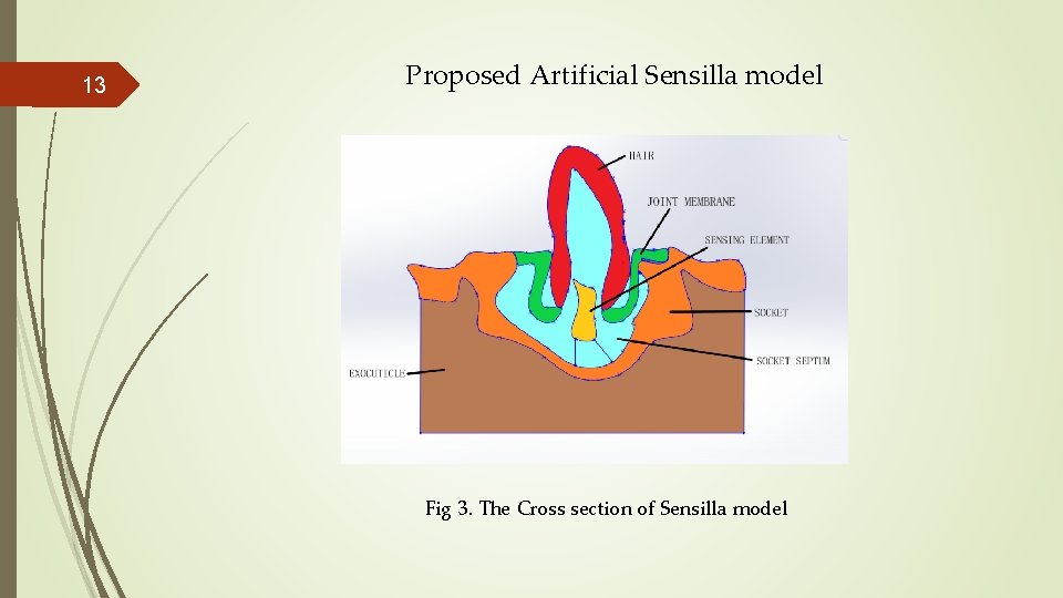 13 Proposed Artificial Sensilla model Fig 3. The Cross section of Sensilla model 13 Proposed Artificial Sensilla model Fig 3. The Cross section of Sensilla model