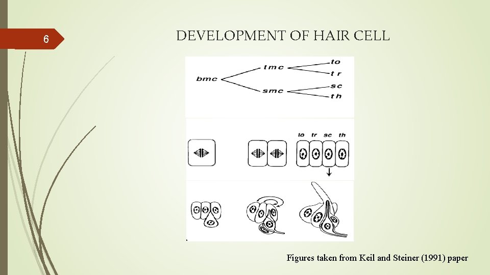 6 DEVELOPMENT OF HAIR CELL Figures taken from Keil and Steiner (1991) paper 6 DEVELOPMENT OF HAIR CELL Figures taken from Keil and Steiner (1991) paper