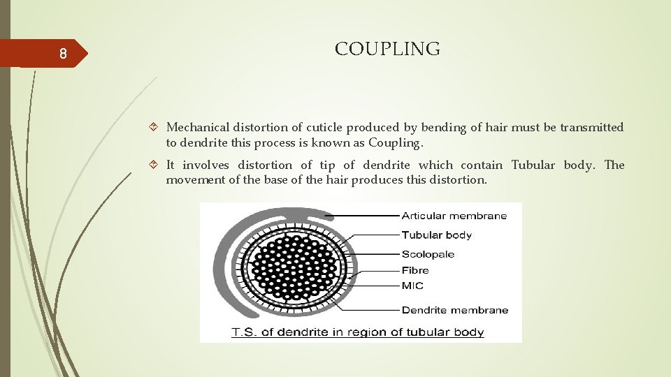 8 COUPLING Mechanical distortion of cuticle produced by bending of hair must be transmitted 8 COUPLING Mechanical distortion of cuticle produced by bending of hair must be transmitted