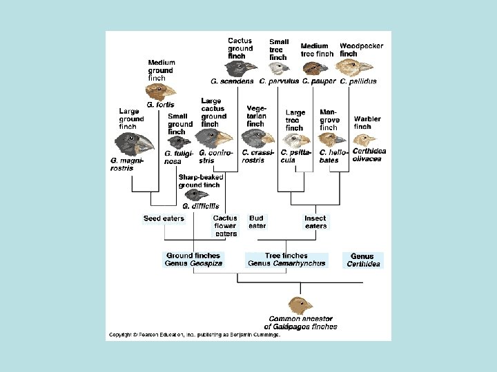 Genetics and Evolution Ch 5 Selection Natural vs