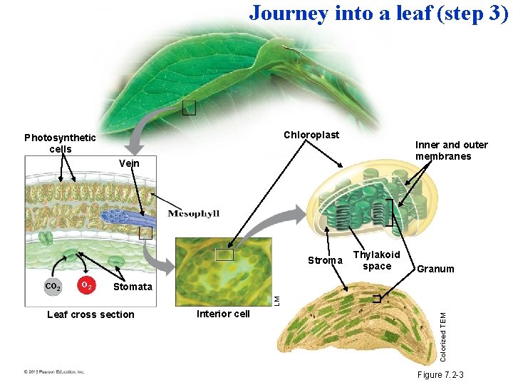 Journey into a leaf (step 3) Chloroplast Photosynthetic cells Inner and outer membranes Vein