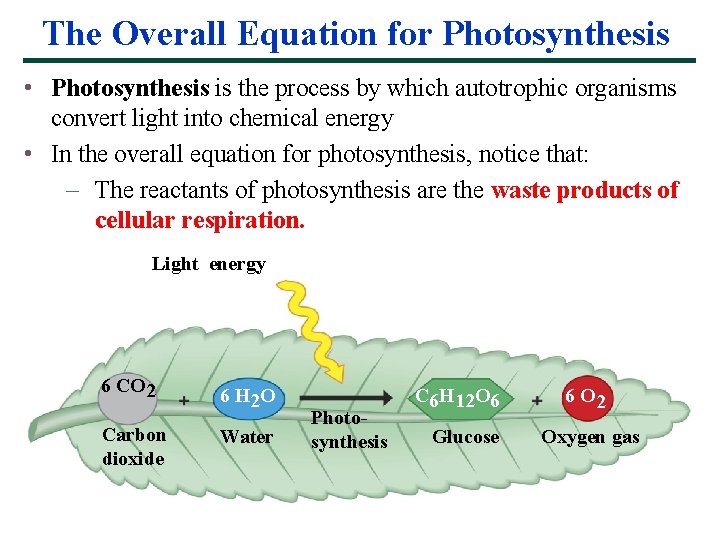 The Overall Equation for Photosynthesis • Photosynthesis is the process by which autotrophic organisms