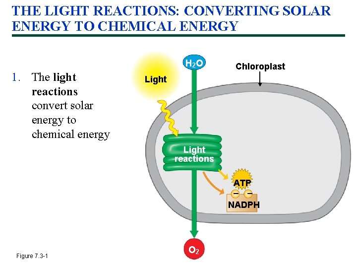 THE LIGHT REACTIONS: CONVERTING SOLAR ENERGY TO CHEMICAL ENERGY H 2 O 1. The