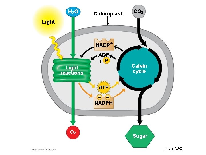 H 2 O Chloroplast CO 2 Light NADP+ ADP P Light reactions Calvin cycle