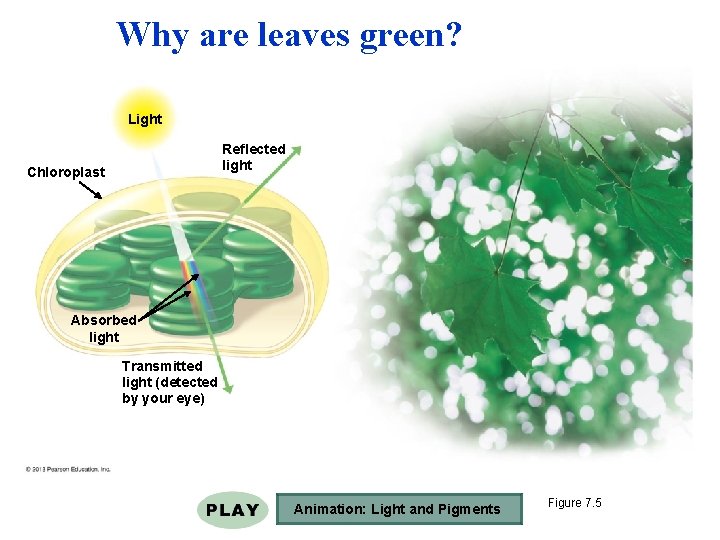 Why are leaves green? Light Reflected light Chloroplast Absorbed light Transmitted light (detected by