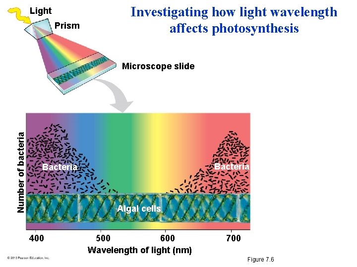 Light Prism Investigating how light wavelength affects photosynthesis Number of bacteria Microscope slide Bacteria