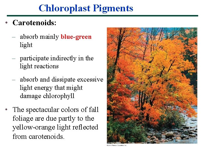 Chloroplast Pigments • Carotenoids: – absorb mainly blue-green light – participate indirectly in the