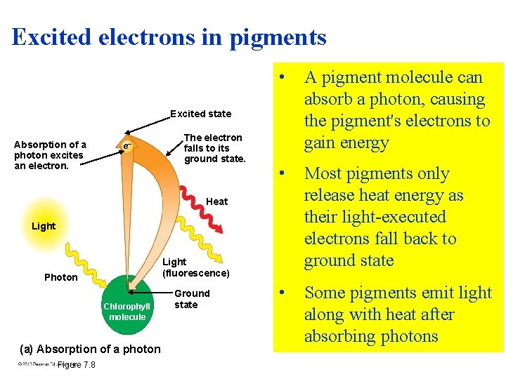 Excited electrons in pigments • A pigment molecule can absorb a photon, causing the