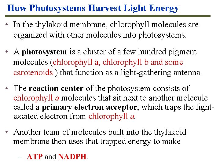 How Photosystems Harvest Light Energy • In the thylakoid membrane, chlorophyll molecules are organized