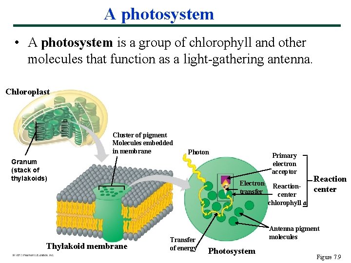 A photosystem • A photosystem is a group of chlorophyll and other molecules that