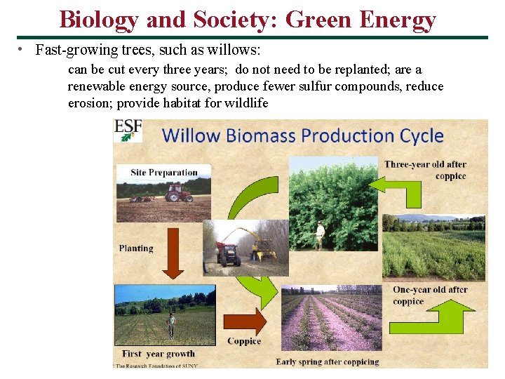 Biology and Society: Green Energy • Fast-growing trees, such as willows: can be cut