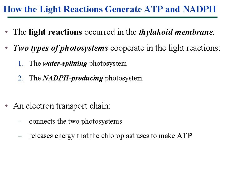 How the Light Reactions Generate ATP and NADPH • The light reactions occurred in
