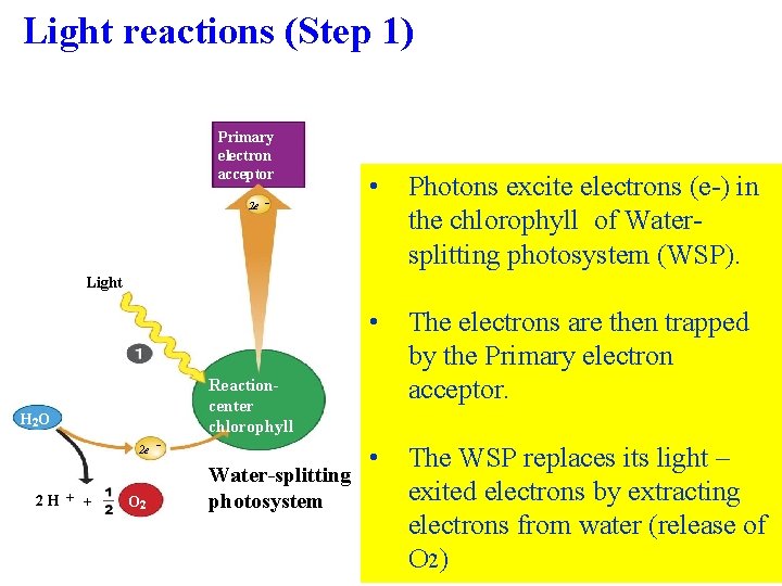 Light reactions (Step 1) Primary electron acceptor 2 e – • Photons excite electrons