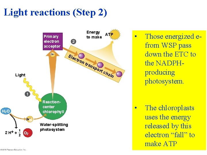 Light reactions (Step 2) Energy ATP to make Primary electron acceptor 2 e- Ele