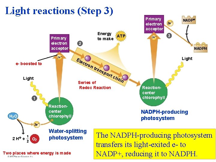 Light reactions (Step 3) Energy ATP to make Primary electron acceptor 2 e– Light