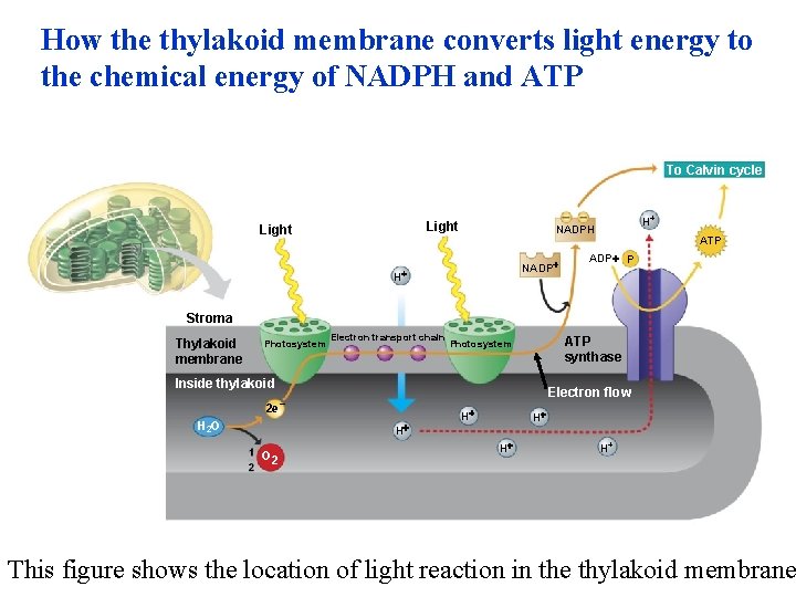 How the thylakoid membrane converts light energy to the chemical energy of NADPH and