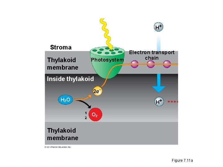 H Stroma Thylakoid membrane Electron transport chain Photosystem Inside thylakoid 2 e H 2