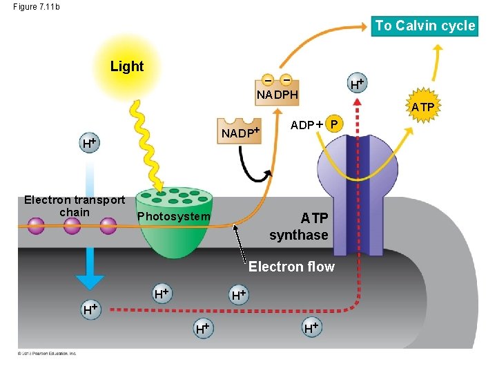 Figure 7. 11 b To Calvin cycle Light – – H NADPH NADP H