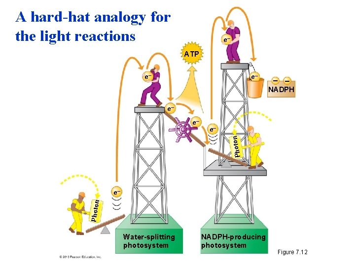A hard-hat analogy for the light reactions e– ATP e– e– – – NADPH