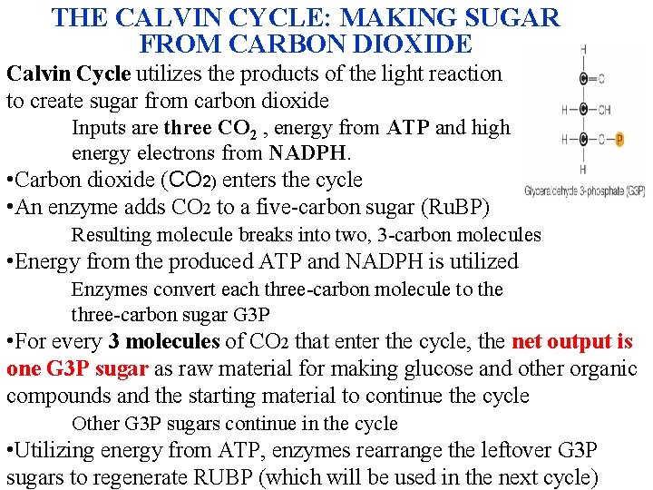 THE CALVIN CYCLE: MAKING SUGAR FROM CARBON DIOXIDE Calvin Cycle utilizes the products of